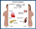 Endocrine system